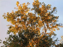 Árbol dorado