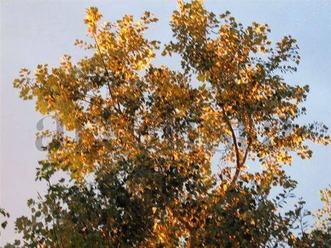 Árbol dorado