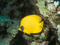 mariposa