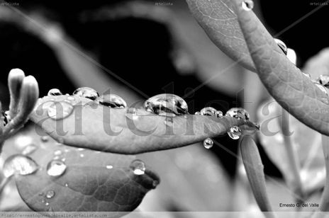 Gotas de Vida