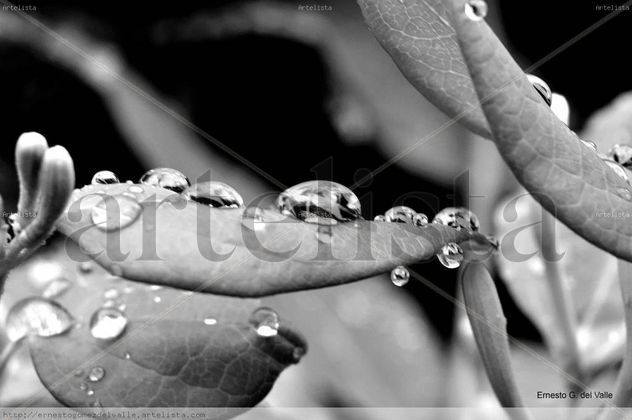 Gotas de Vida
