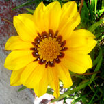 flores thumbnail 2
