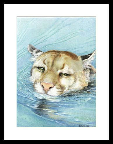 Puma en el agua 