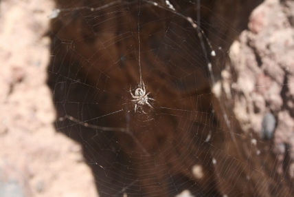 Bippie bitsy spider