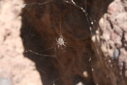 bippie bitsy spider