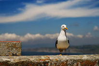 Gaviota en las Cies