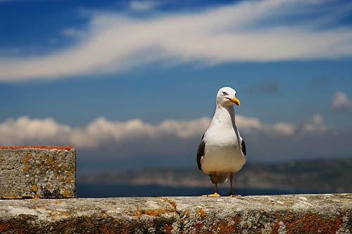 Gaviota en las Cies Naturaleza Color (Digital)