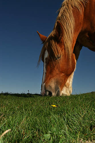 Caballo Naturaleza Color (Digital)