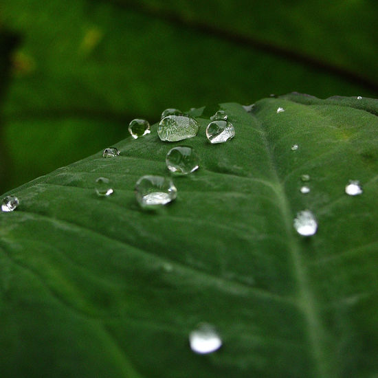 Gotas Arquitectura e interiorismo Blanco y Negro (Digital)