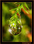 MICROCOSMOS