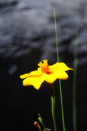 Flor solitaria Nature Color (Digital)