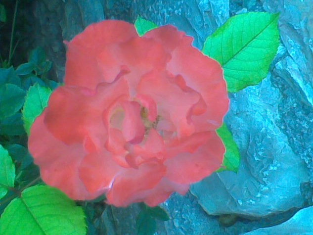 Mi Rosa 