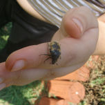 Insectos thumbnail 1
