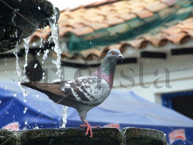 Aves Naturaleza Color (Digital)