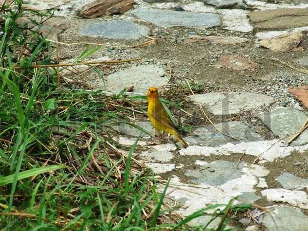 Aves Naturaleza Color (Digital)