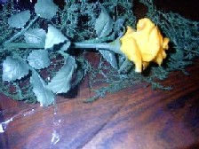 rosa