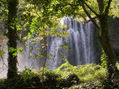Bosque de agua