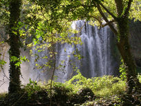 Bosque de agua