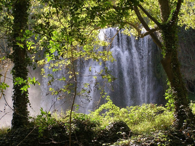 Bosque de agua 