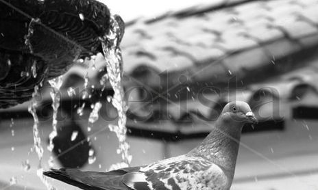 Aves
