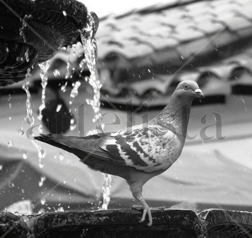 Aves Nature Black and White (Digital)