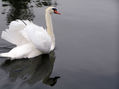 Cisne Santa Amalia 5