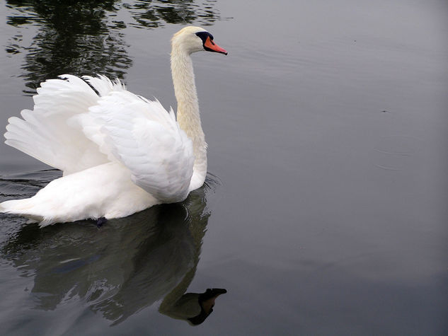 Cisne Santa Amalia 5 