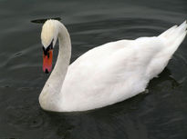 Cisne Santa Amalia 3