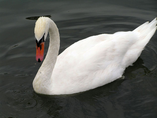 Cisne Santa Amalia 3 