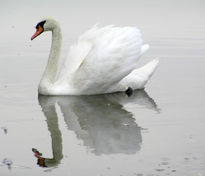 Cisne Santa Amalia 9