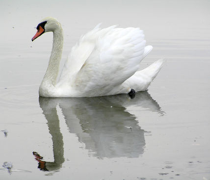 Cisne Santa Amalia 9