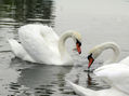 Pareja de cisnes Santa Amalia