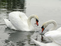 Pareja de cisnes...