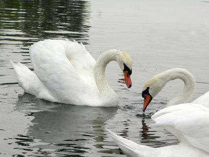 Pareja de cisnes...