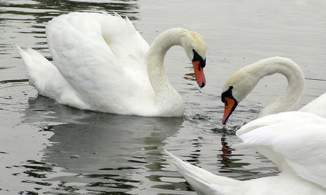 Santa Amalia Cisnes