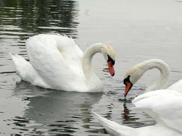 Pareja de cisnes Santa Amalia