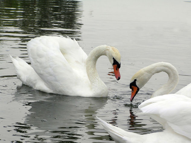 Pareja de cisnes Santa Amalia 