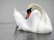 Cisne Santa Amalia 18