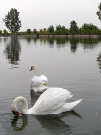 Cisne Santa Amalia 16