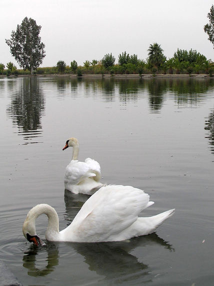 Cisne Santa Amalia 16