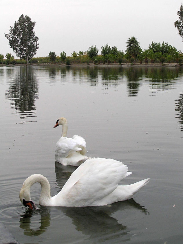 Cisne Santa Amalia 16
