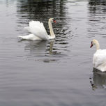 Santa Amalia Cisnes thumbnail 1