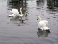 Cisnes Santa Amalia 8