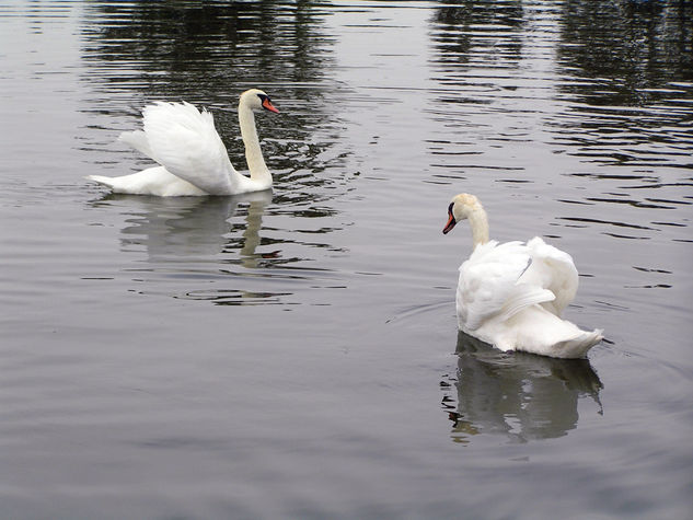 Cisnes Santa Amalia 8 