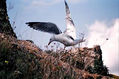 gaviota