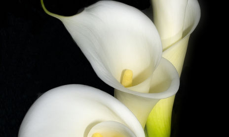 Naturaleza