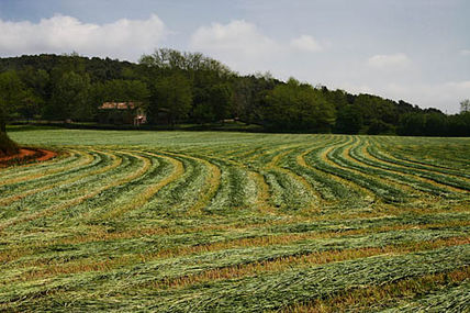 Campos de Olot