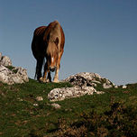 Animales thumbnail 1