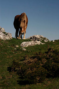 Caballo en Covadonga