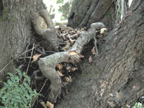 Muerte en el arbol